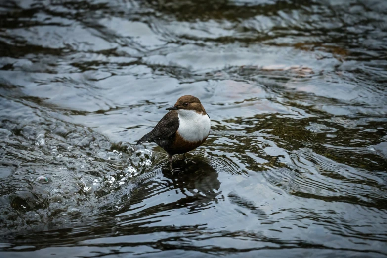 a bird is in the water with a white belly