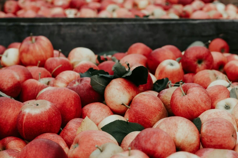 a big pile of apple that are in the bin