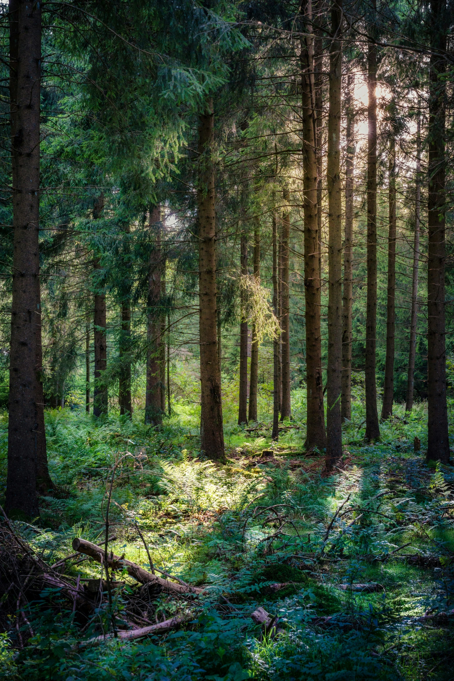 a sunlit forest with lush green grass