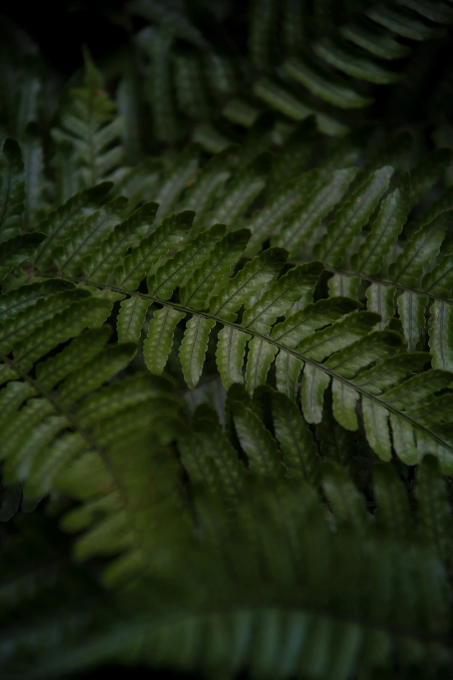 a fern is green and it looks like they're in the rainforest