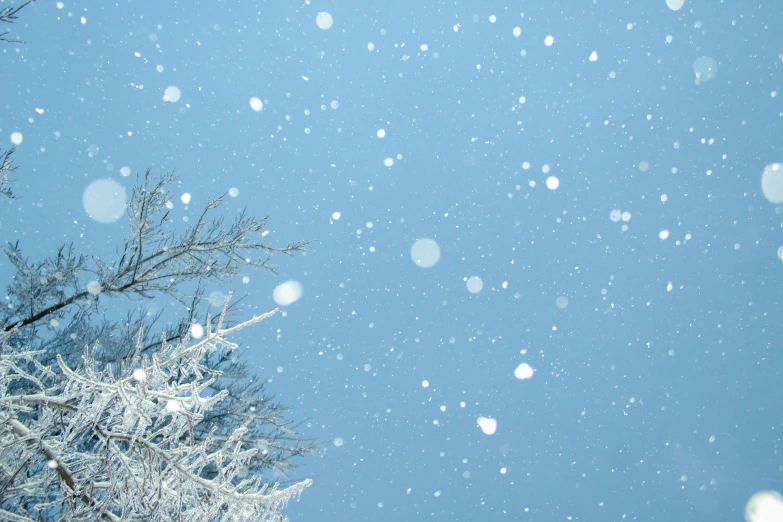 a tree covered in snow on a sunny day