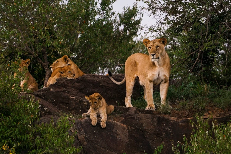 four lion cubs are on the rocks next to a river