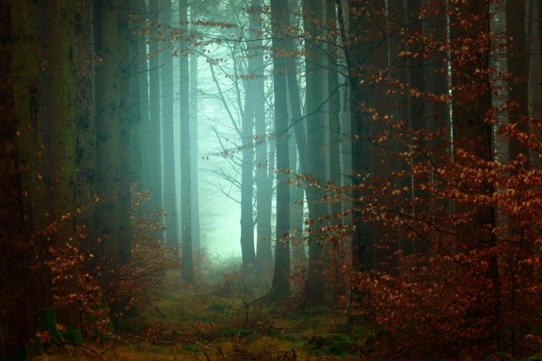 the light comes through the foggy forest