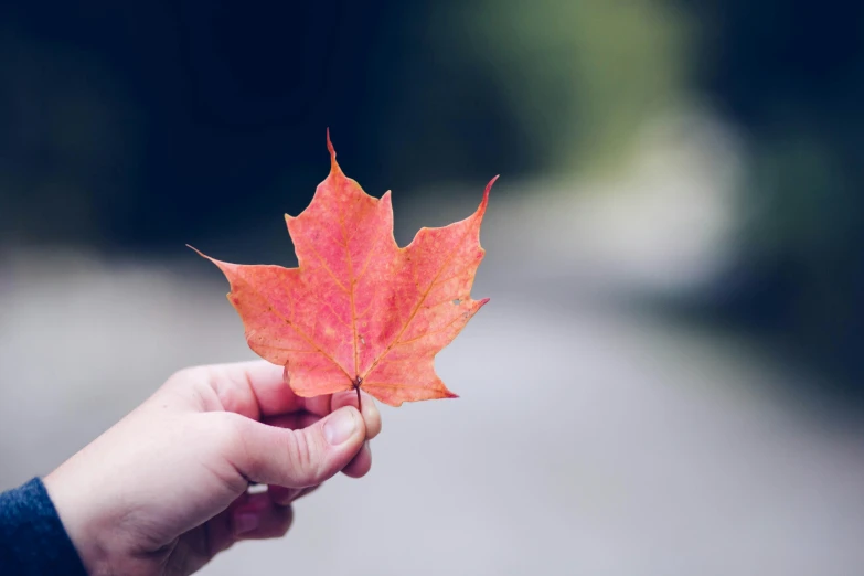 a person holding a maple leaf in their hand