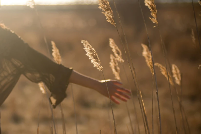 the hand is in the grass near tall brown flowers