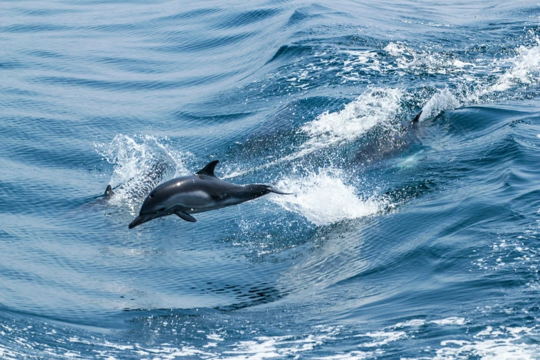 a dolphin splashes in the ocean while swimming