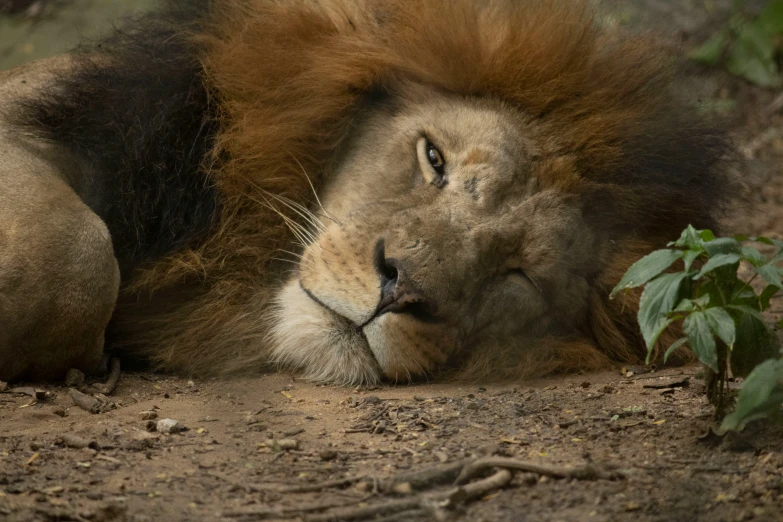 an adult lion laying down next to another animal