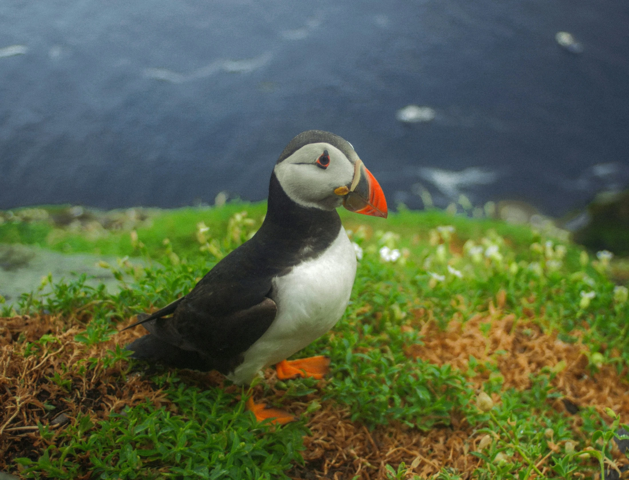 a small bird standing on top of a lush green field