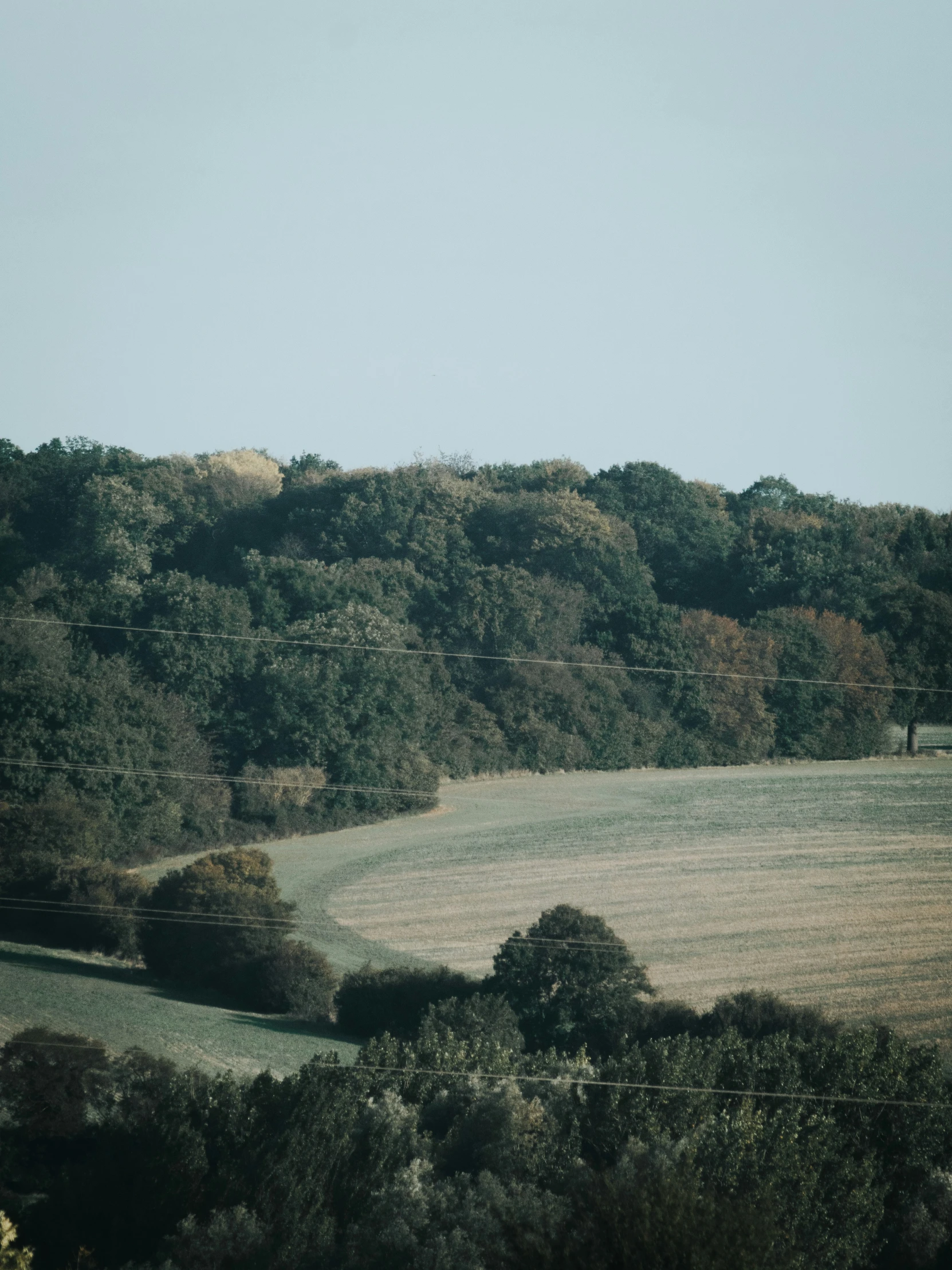 a large open field with trees on each side