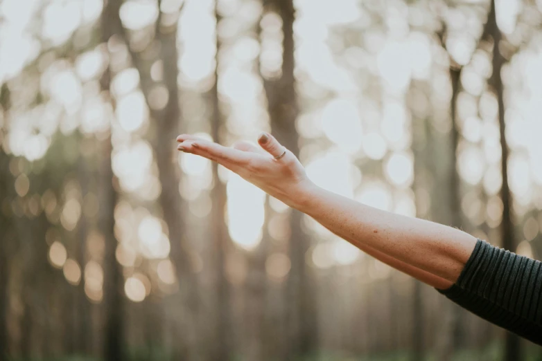 someone holding their hand out in a forest