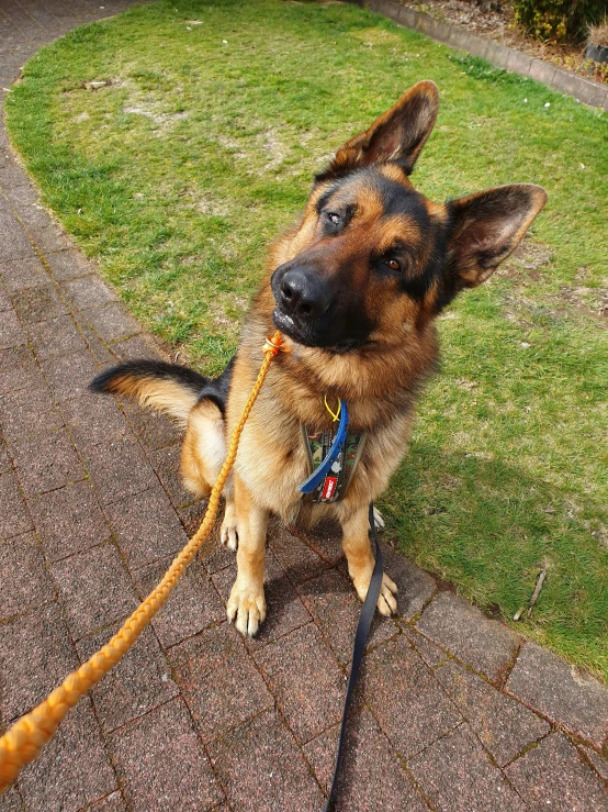 a german shepherd holding the string of its collar