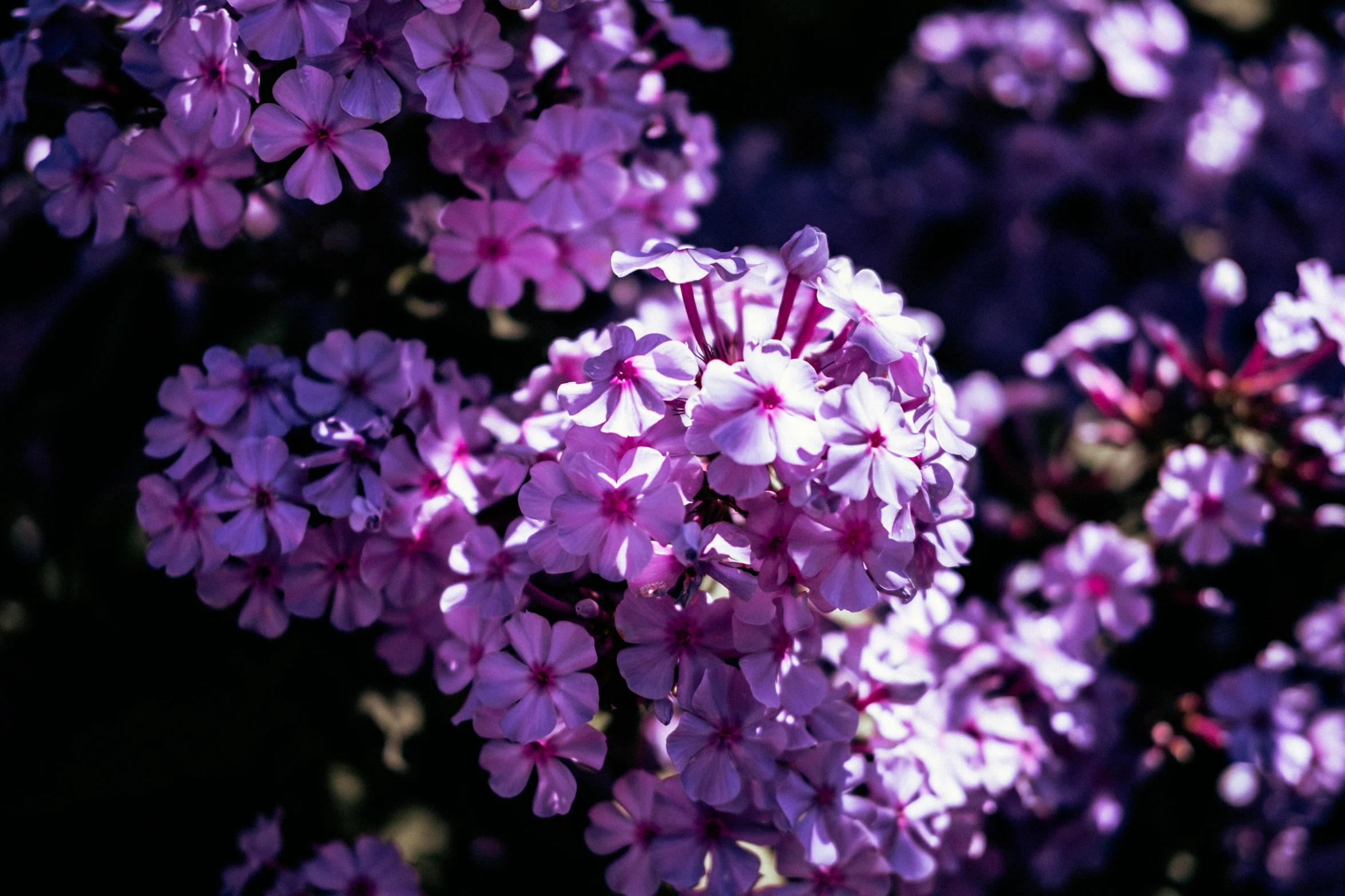 a cluster of purple flowers growing outside in the sun