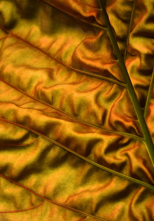 a large leaf has very interesting colored stripes