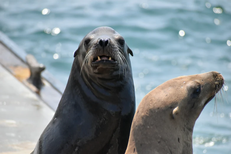 two sea lions are sitting next to each other