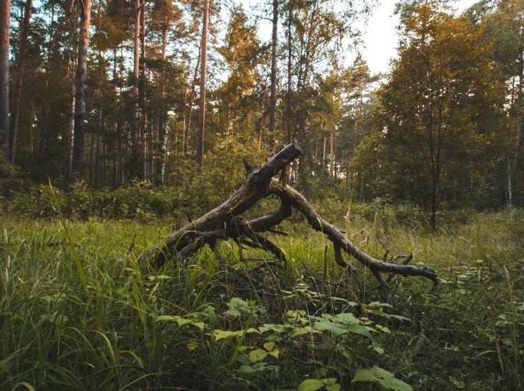 the trunk lies in tall grass in front of a forest