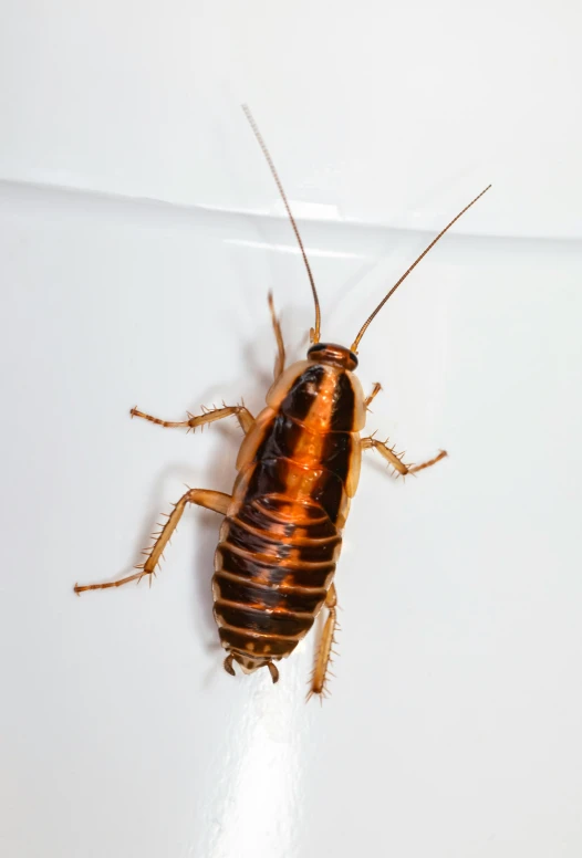 a close - up of a bug on a white surface