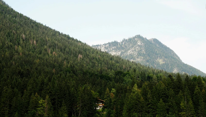 view from below a lush, forest like area that is not fully forested