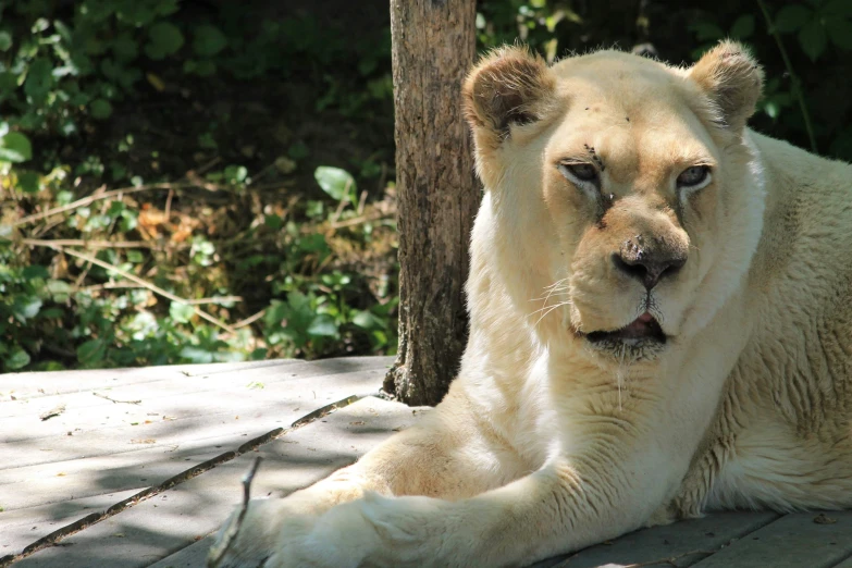 an adult white tiger sitting on the ground