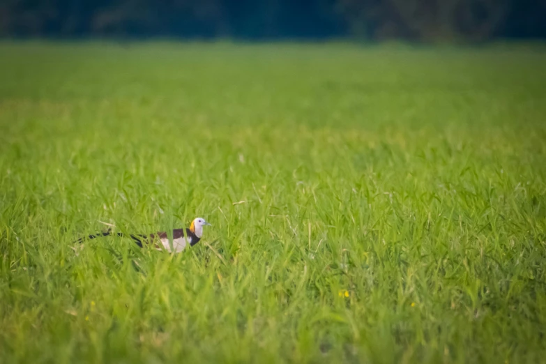 a bird that is standing in the grass