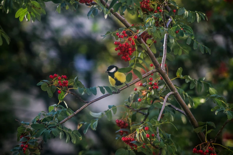 a bird is perched on the nch of a tree