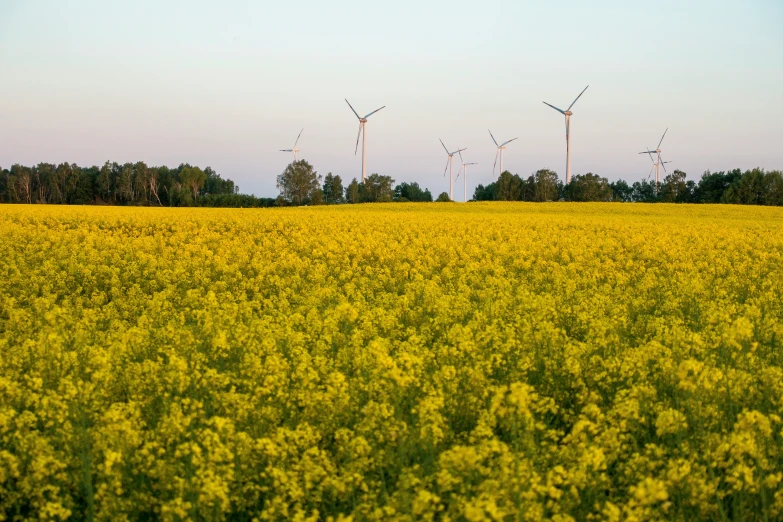 a green field full of yellow flowers and a row of wind mills