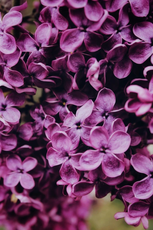 flowers are pink in color with a green background