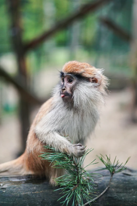 a monkey sitting on top of a tree log