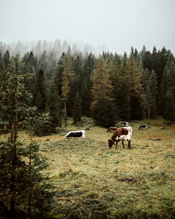 cows standing on a lush green hillside surrounded by trees