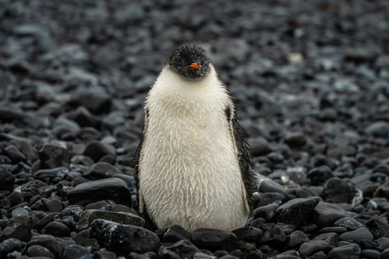 a small penguin standing on black rocks near gravel