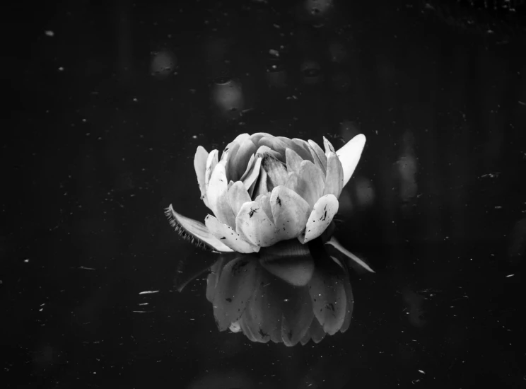 a white flower sitting on top of a wet lake