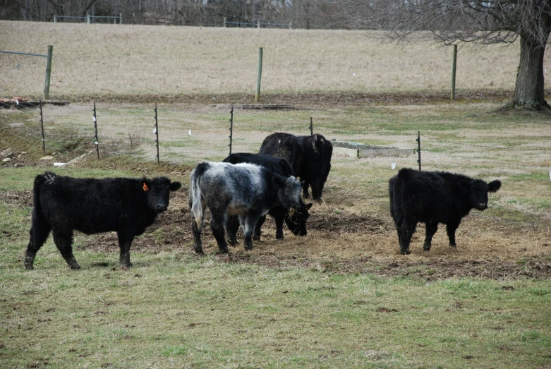 there are several cows in the field eating grass