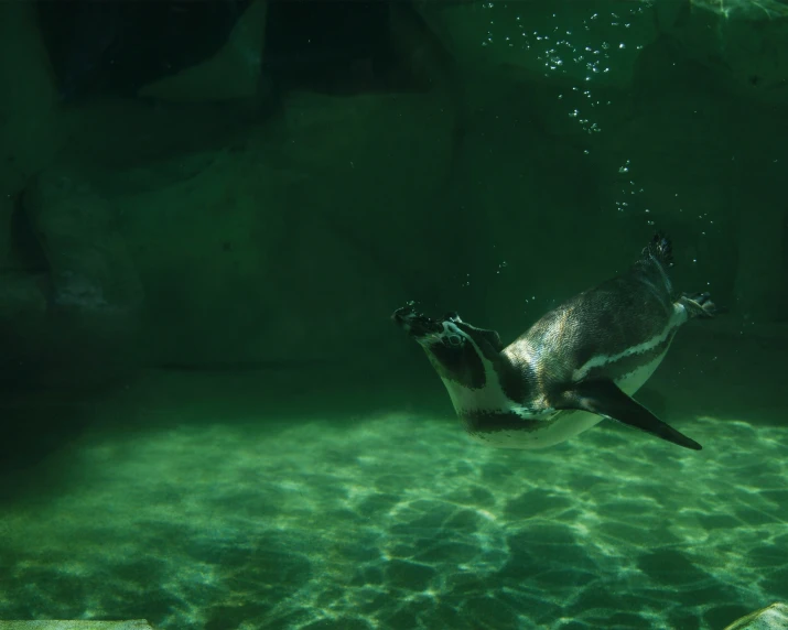 a penguin swims in a pool near the bottom of its cage