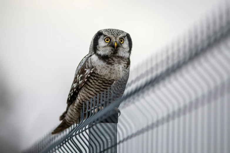 a lone owl sits on a fence with an ominous look
