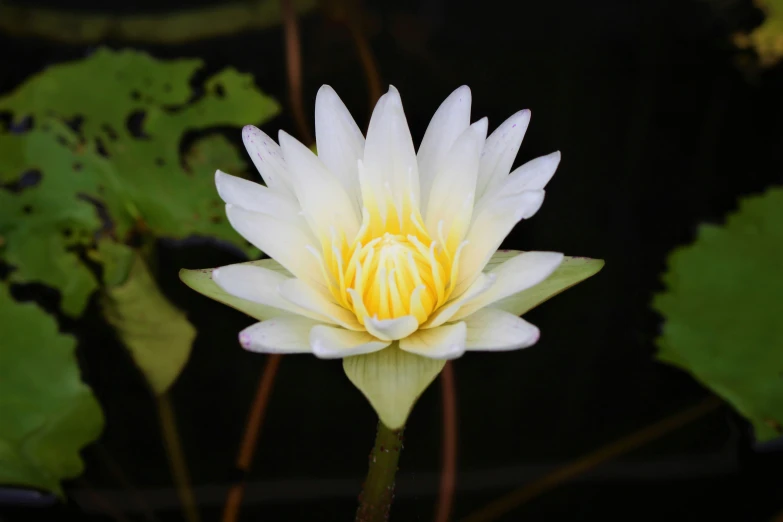 a large white flower sitting in the middle of some water