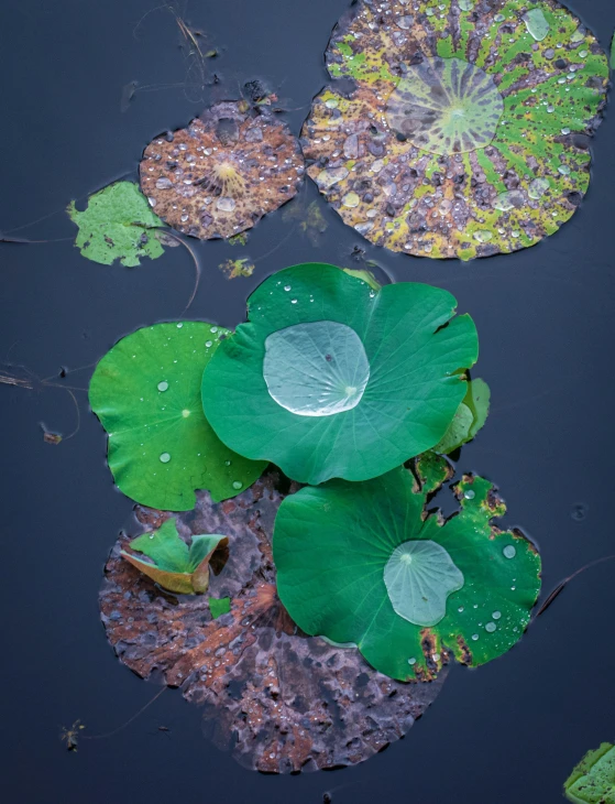 the plants are very small and green