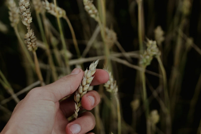 someone holding up a plant in their hand