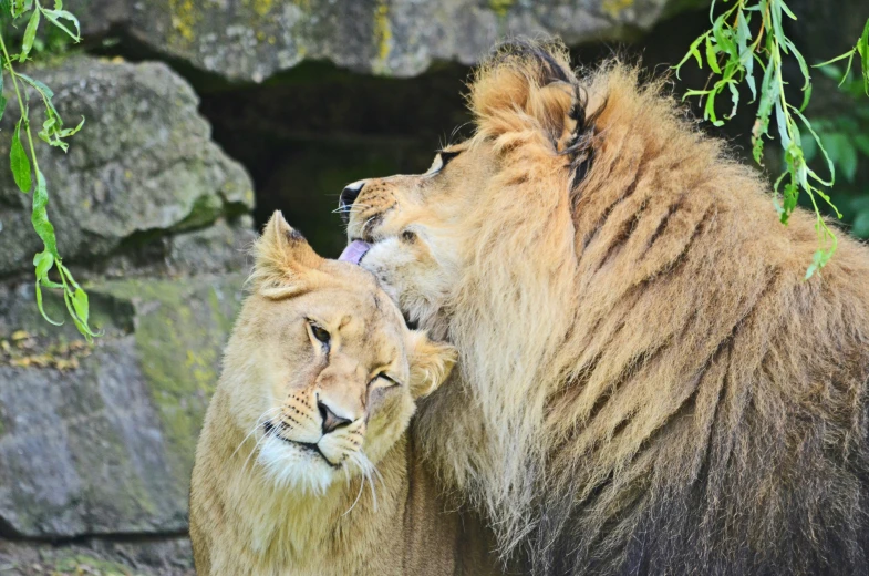 two lions stand next to each other under leaves