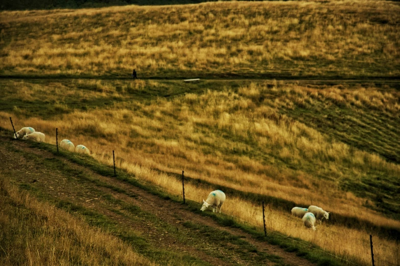 a herd of sheep standing on top of a grass covered field