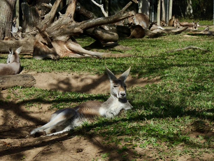 an animal that is laying down in the grass