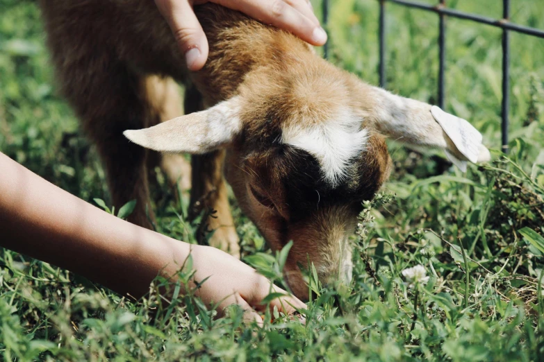 a person petting a baby goat's face