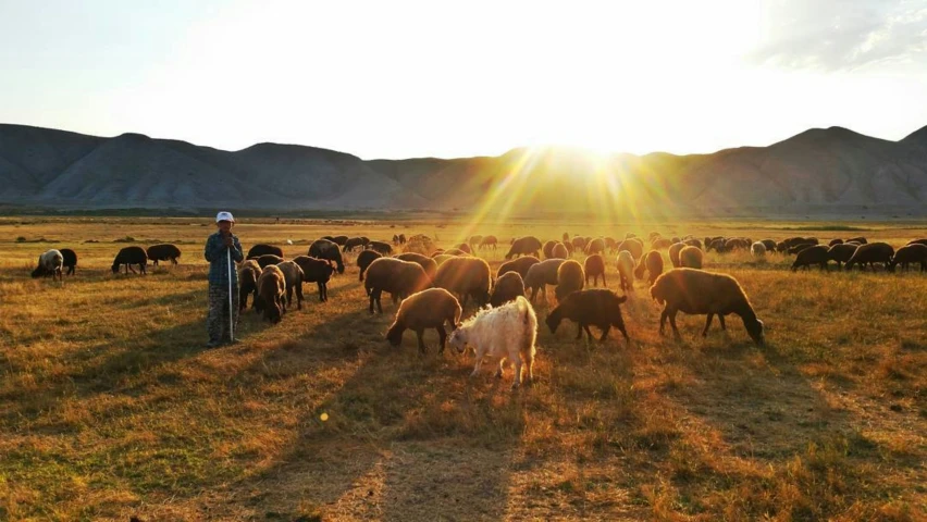 a woman is standing in the middle of a field while she herds the animals