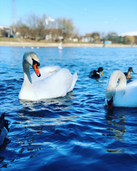 a group of swans floating in a body of water