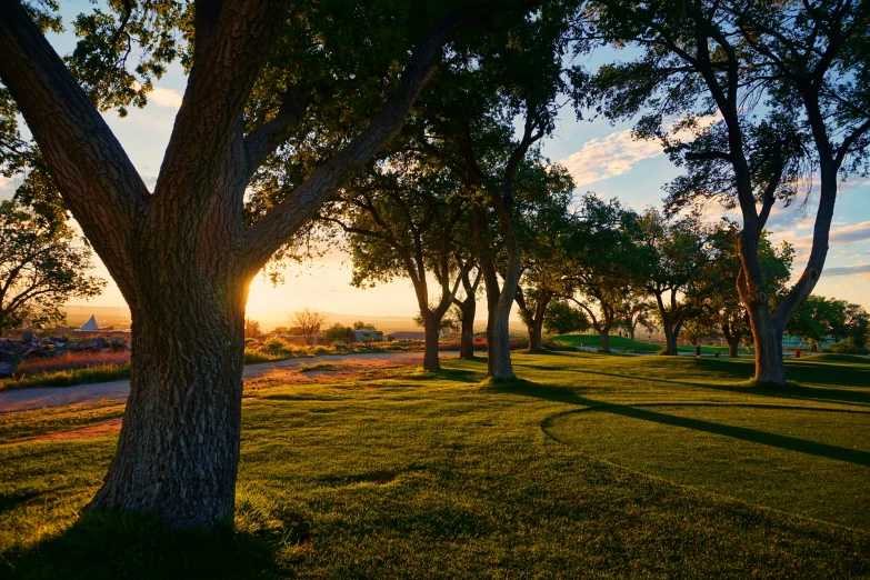 trees and grass in an open field next to the road