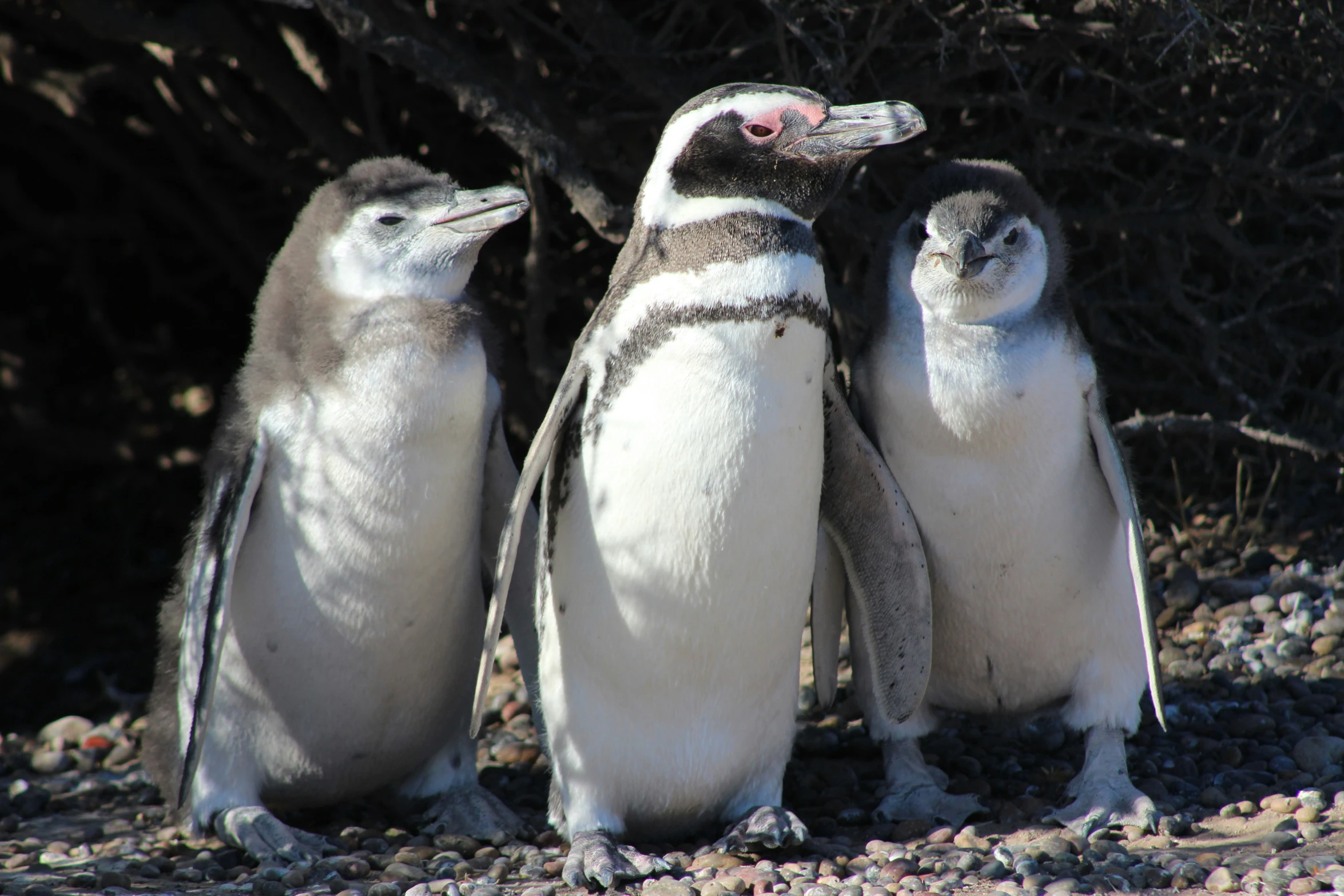 three little penguins standing in the gravel near the ground