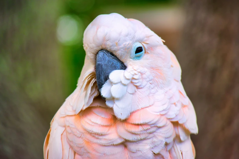 the pink bird is sitting with an intense look on its face