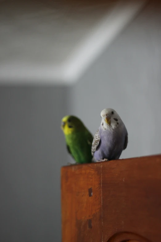 two parakeets perched on top of a wooden board