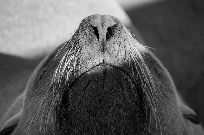 a very large cute looking animal with its eyes closed