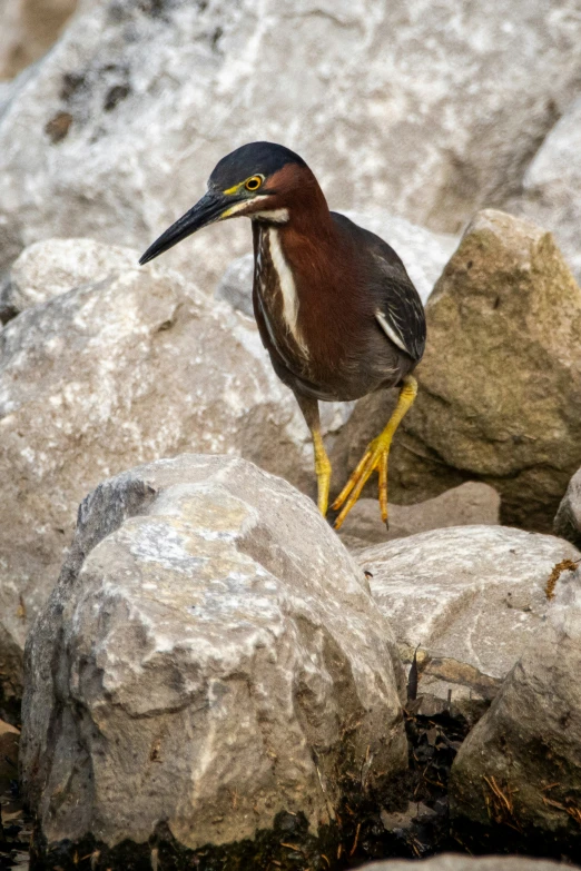 small green and black bird sitting on the rocks