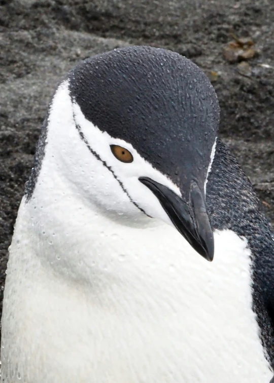 a black and white penguin with a brown and yellow eye