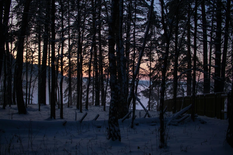 a wooded area that is covered in snow